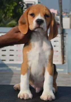 DogsIndia.com - Beagle - Bigben - Sharma Ramesh