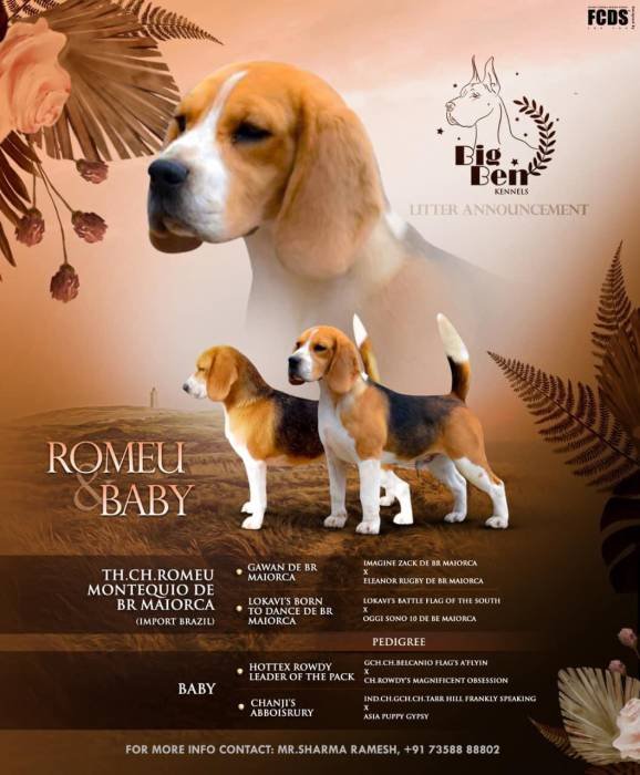 DogsIndia.com - Beagle - Bigben - Sharma Ramesh