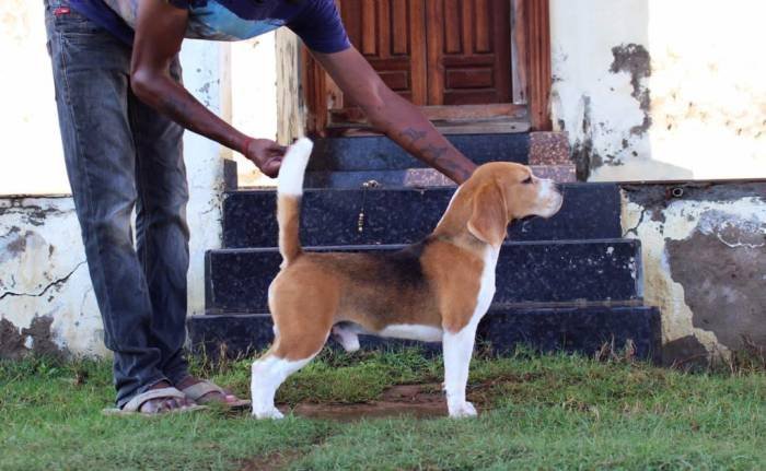 DogsIndia.com - Beagle - Bigben - Sharma Ramesh