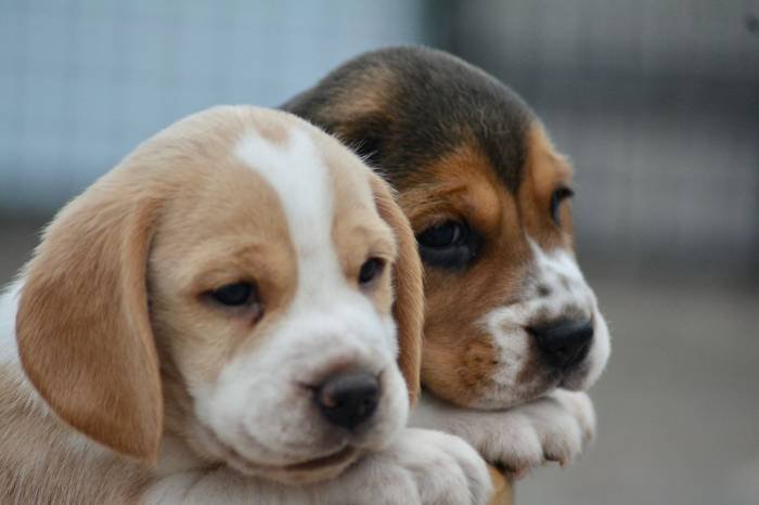 DogsIndia.com - Beagle - Bigben - Sharma Ramesh