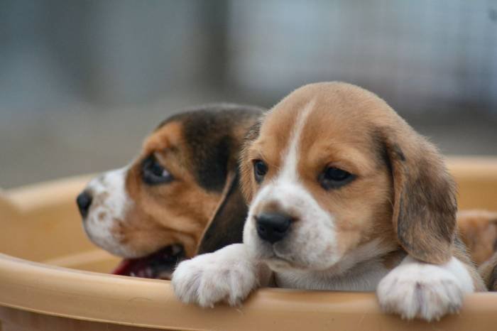 DogsIndia.com - Beagle - Bigben - Sharma Ramesh