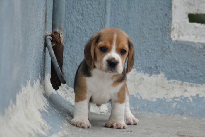 DogsIndia.com - Beagle - Bigben - Sharma Ramesh