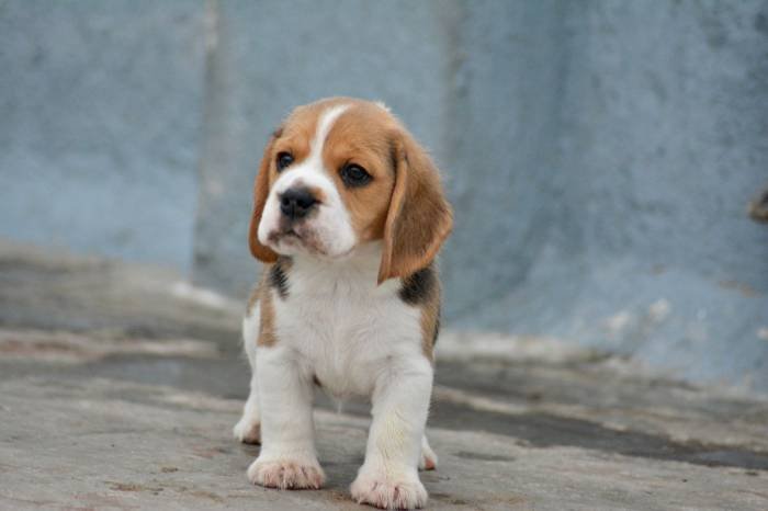 DogsIndia.com - Beagle - Bigben - Sharma Ramesh