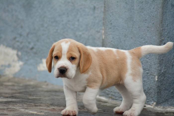 DogsIndia.com - Beagle - Bigben - Sharma Ramesh