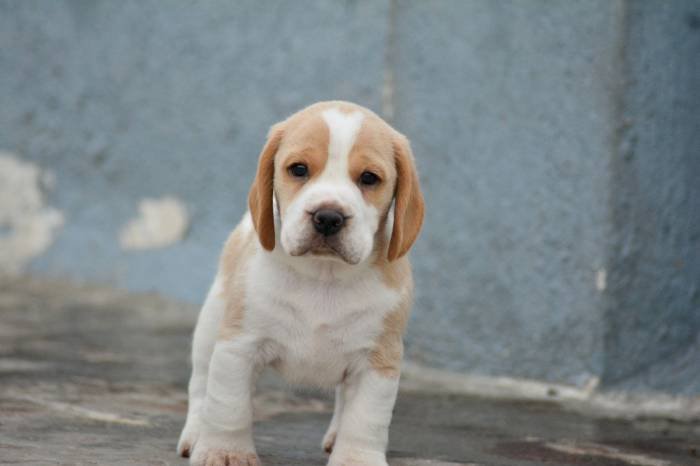 DogsIndia.com - Beagle - Bigben - Sharma Ramesh