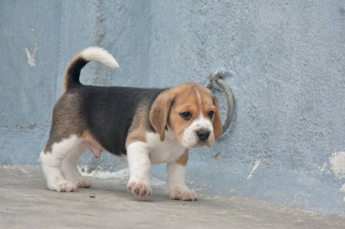 DogsIndia.com - Beagle - Bigben - Sharma Ramesh