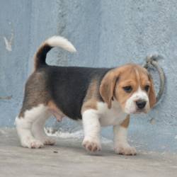 DogsIndia.com - Beagle - Bigben - Sharma Ramesh