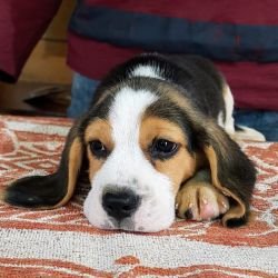 DogsIndia.com - Beagle - Brijesh Nair