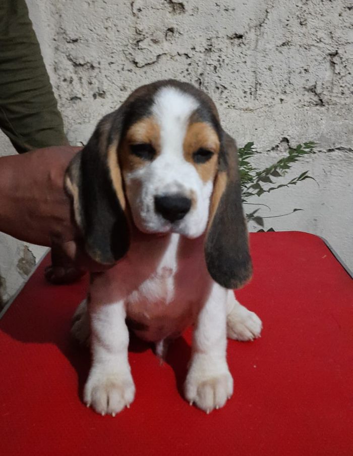 DogsIndia.com - Beagle - Brijesh Nair