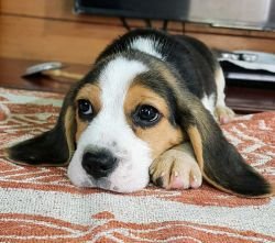 DogsIndia.com - Beagle - Brijesh Nair