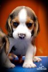 DogsIndia.com - Beagle - Candle Lights Kennel