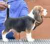 DogsIndia.com - Beagle - Crossfield's - Easwaramoorthy