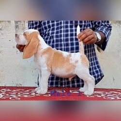 DogsIndia.com - Beagle - Crossfield's - Easwaramoorthy
