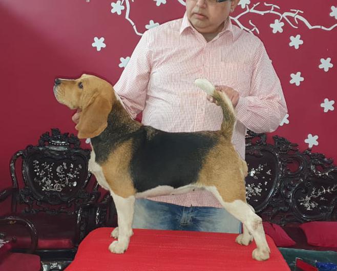 DogsIndia.com - 10 Month Old Beagle - Dr. Ravi