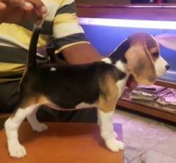 DogsIndia.com - Beagle - Dr.Ravi