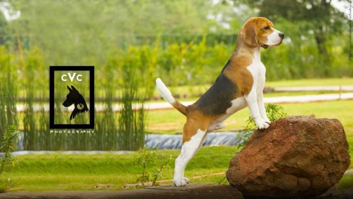 DogsIndia.com - Beagle Available at Stud at Mumbai - Dr. Ravi