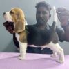 DogsIndia.com - Beagle - Faithtrot - Dr.Andrew