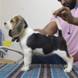 DogsIndia.com  Beagle  Faithtrot  Dr.Andrew