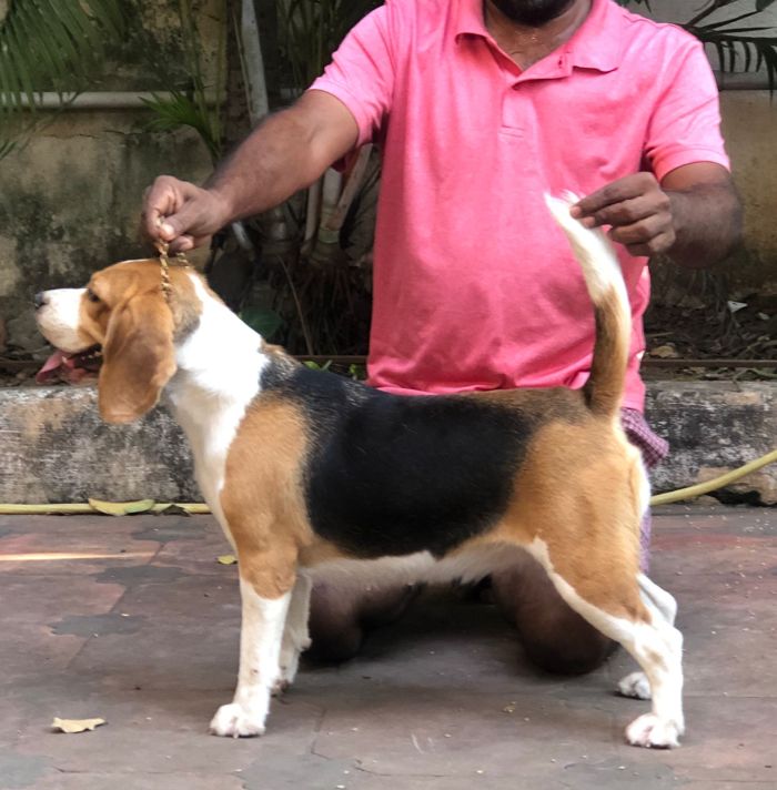 DogsIndia.com - Beagle - Jochim Beagles - Joshua