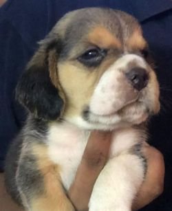 DogsIndia.com - Beagle - Jochim Beagles - Joshua