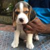 DogsIndia.com - Beagle - Jochim Beagles - Joshua