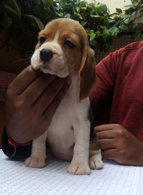 DogsIndia.com - Beagle - Kinderlands Beagles - Kishore