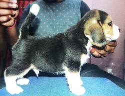 DogsIndia.com - Beagle - Kinderlands Beagles - Kishore