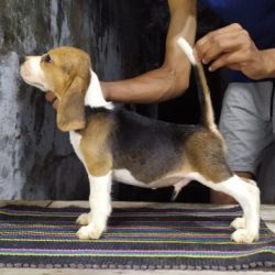 DogsIndia.com  Beagle  Lathika Kennels