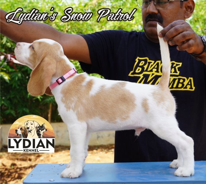 DogsIndia.com  Beagle  Lydian Kennel