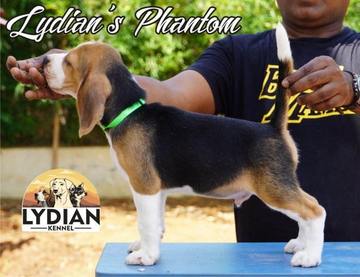 DogsIndia.com  Beagle  Lydian Kennel