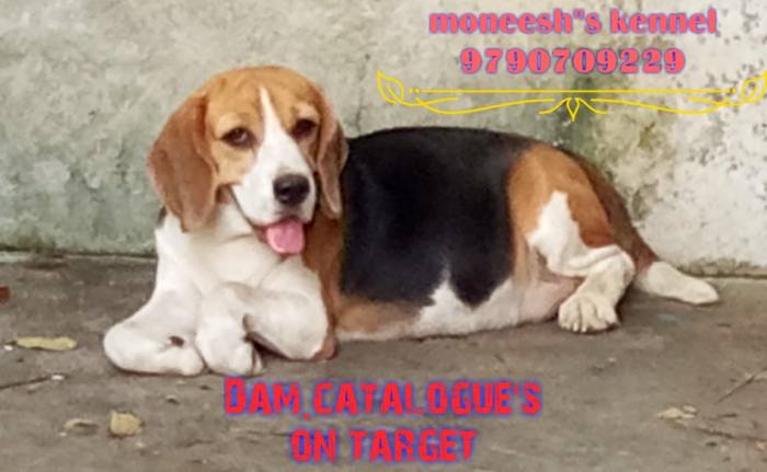 DogsIndia.com - Beagle - Moneesh's Kennel - Illangovan