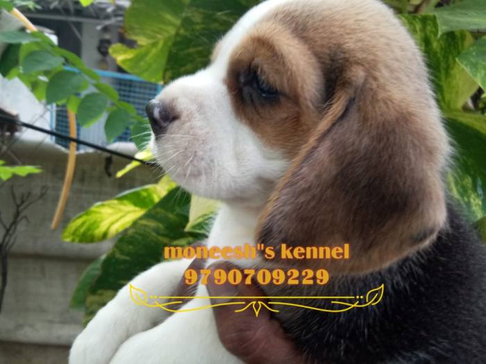 DogsIndia.com - Beagle - Moneesh's Kennel - Illangovan