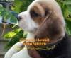 DogsIndia.com - Beagle - Moneesh's Kennel - Illangovan