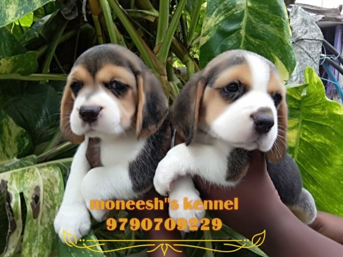 DogsIndia.com - Beagle - Moneesh's Kennel - Illangovan