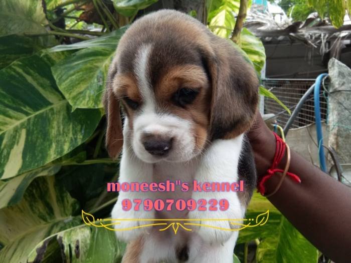 DogsIndia.com - Beagle - Moneesh's Kennel - Illangovan