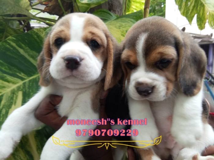 DogsIndia.com - Beagle - Moneesh's Kennel - Illangovan