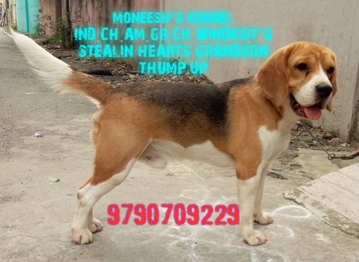 DogsIndia.com - Beagle - Moneesh's Kennel - Illangovan