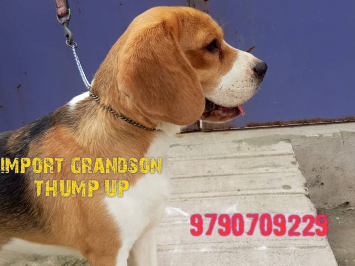 DogsIndia.com - Beagle - Moneesh's Kennel - Illangovan