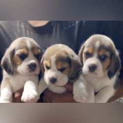 DogsIndia.com - Beagle - Nihal, Hayesberg