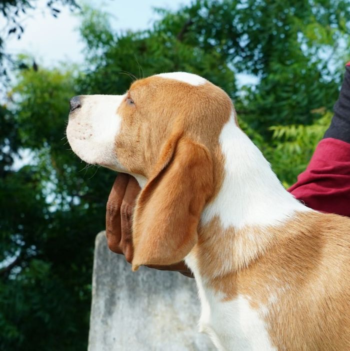 DogsIndia.com - Beagle - Nishmaar's - Nishanth Kumar