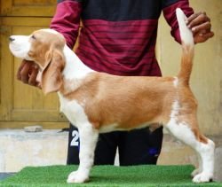 DogsIndia.com - Beagle - Nishmaar's - Nishanth Kumar
