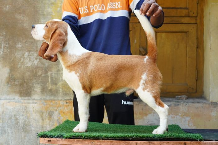 DogsIndia.com - Beagle - Nishmaar's - Nishanth Kumar
