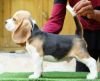 DogsIndia.com - Beagle - Nishmaar's - Nishanth Kumar