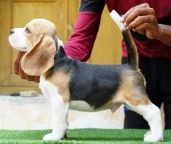 DogsIndia.com - Beagle - Nishmaar's - Nishanth Kumar