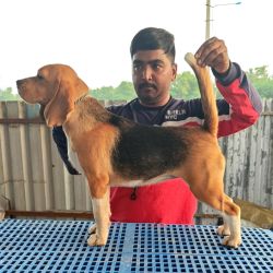 DogsIndia.com Beagle  Nishmaar's  Nishanth Kumar