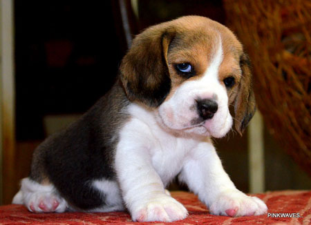 Beagle Puppy DogsIndia