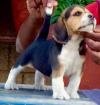 DogsIndia.com - Beagle - Dayspring Kennel - Prasanna Manohar