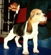 DogsIndia.com - Beagle - Praveen
