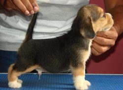 DogsIndia.com - Beagle - Praveen