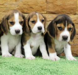 DogsIndia.com - Beagle - Praveen